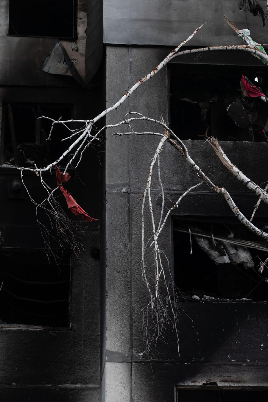 Mikhail Palinchak: Borodianka, 2022; image: broken birch branches in front of a burnt-out concrete facade, a dirty red cloth is caught at the end of one branch, color mood: dark, black-grey dominates