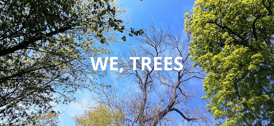 We, Trees | WORKSHOP