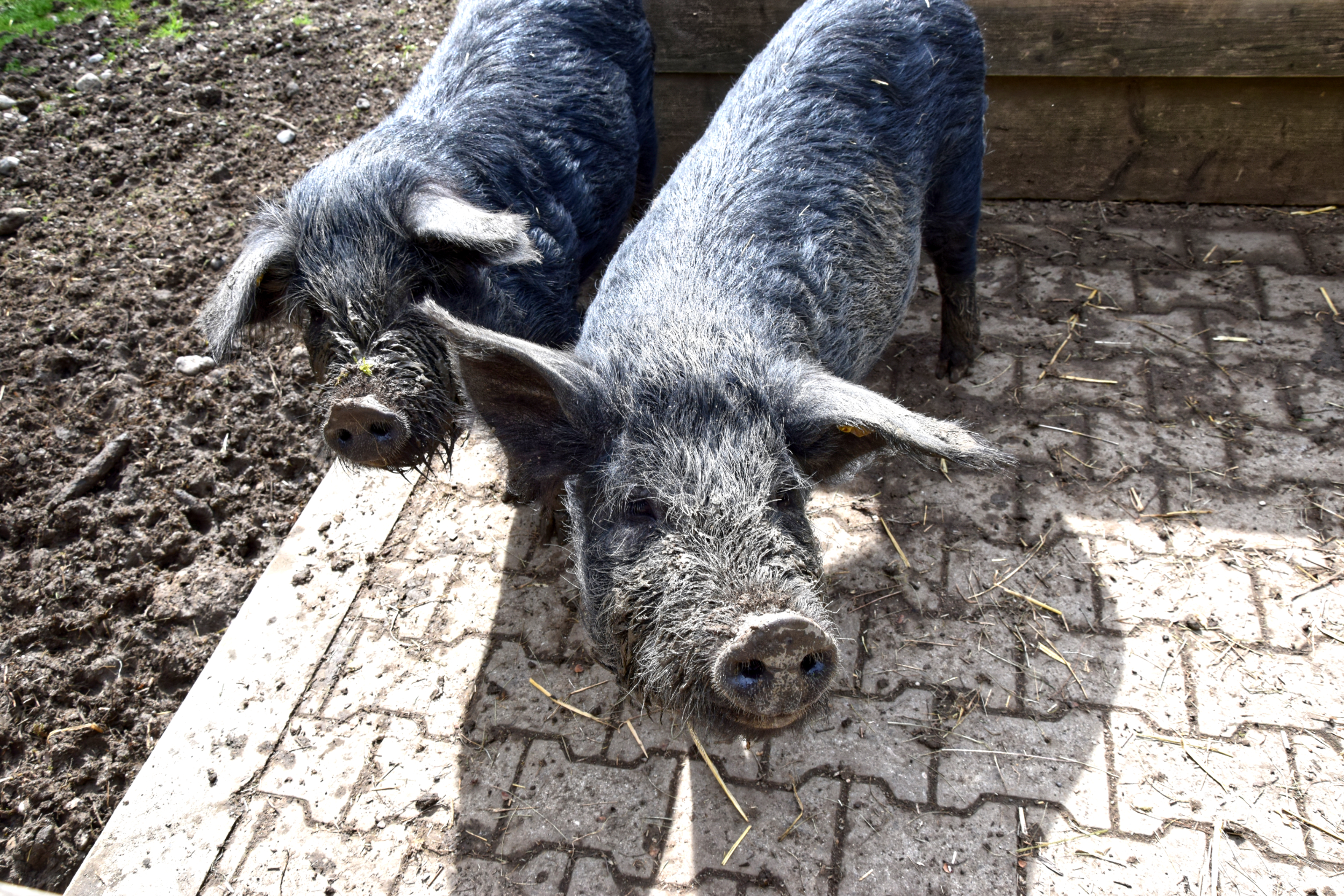 Schwein, Huhn & Co. - Tierfütterung