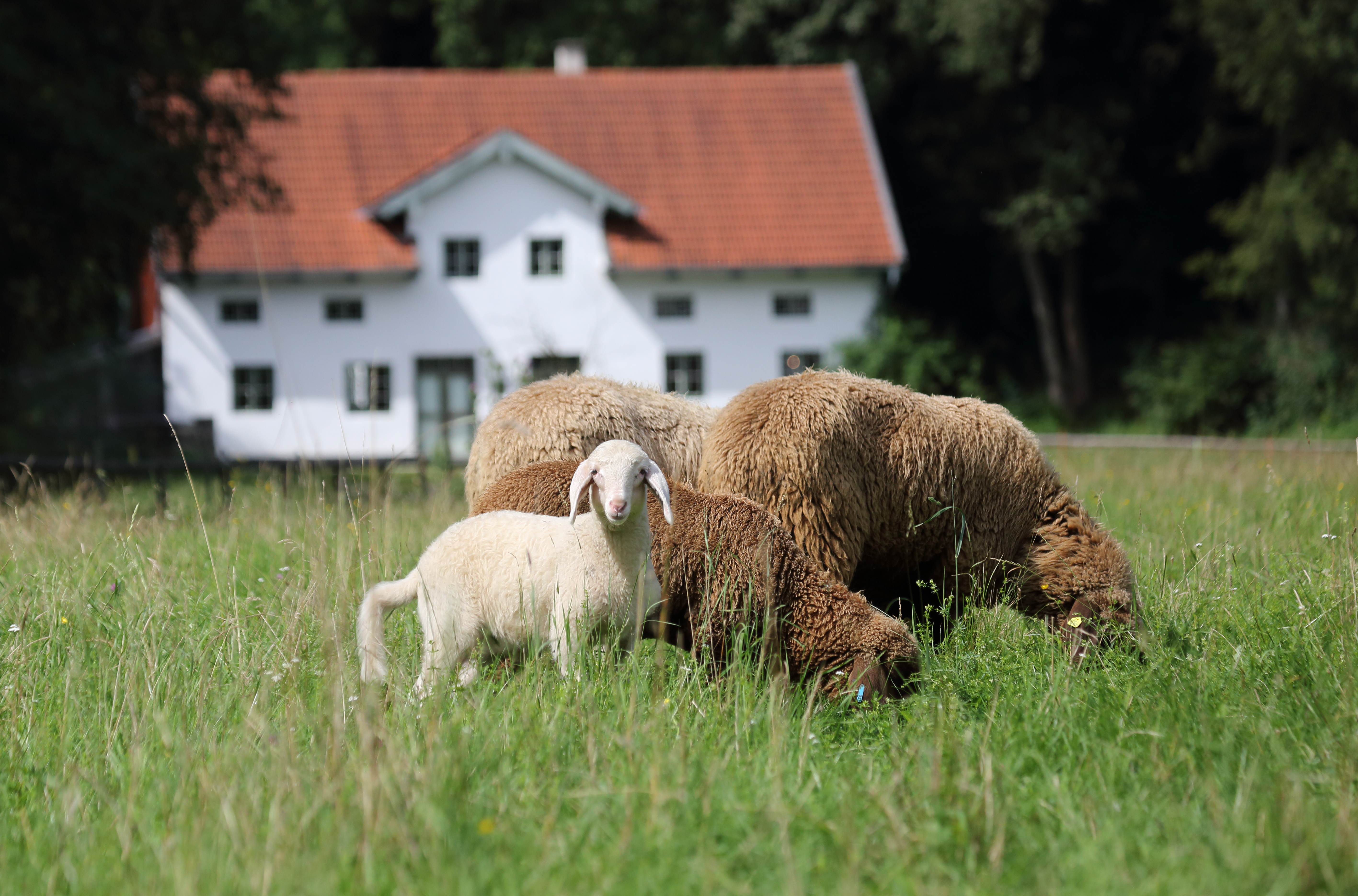 Von der Schafwolle zum Garn