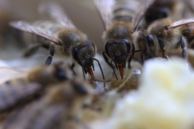 Blick ins Bienenvolk in Amerang
